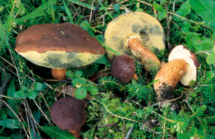 Questo Fungo appartiene alla specie Boletus