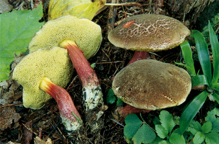 Questo Fungo appartiene alla specie Boletus