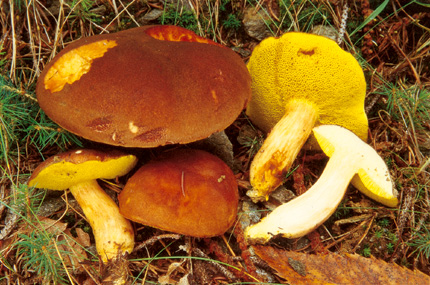 Questo Fungo appartiene alla specie Boletus