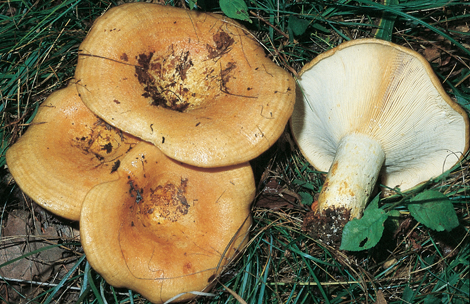 Questo Fungo appartiene alla specie Lactarius