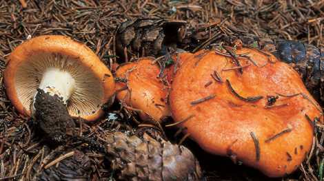 Questo Fungo appartiene alla specie Lactarius